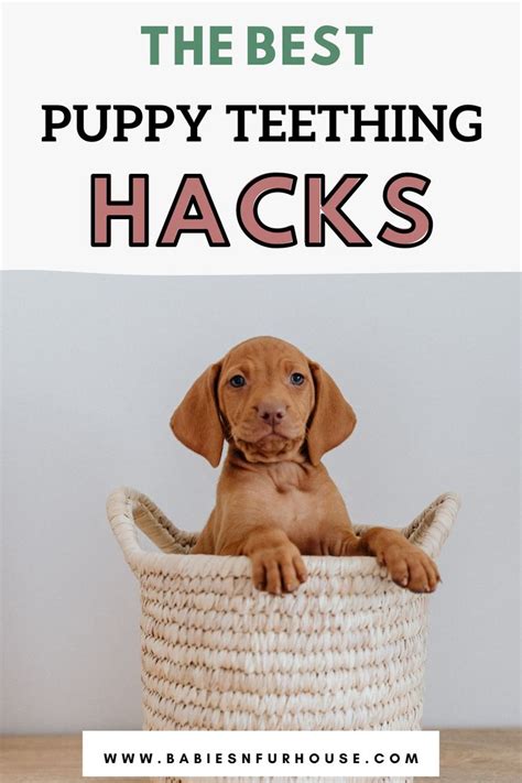 Puppy Teething: Tips And Tools To Get Through It – BF House | Puppy teething, Puppy teething ...