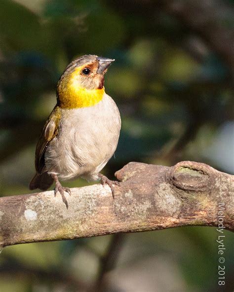 Cuban Grassquit - endemic | Tiaris canorus, Cuba, March 2018… | Flickr