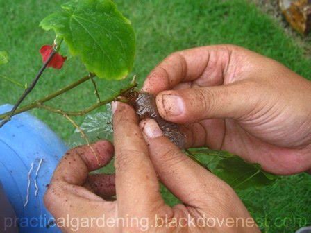 Practical Gardening: Steps for Air Layering or Marcotting