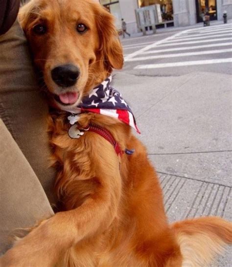 Golden Retriever Spreads Joy Through Giving Hugs | Golden retriever, Retriever, Dogs golden ...