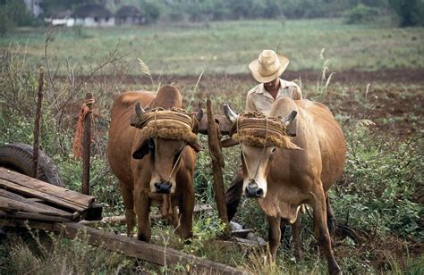 These Photos Show How Little Cuba's Struggling Economy Has Changed In A Half-Century | HuffPost