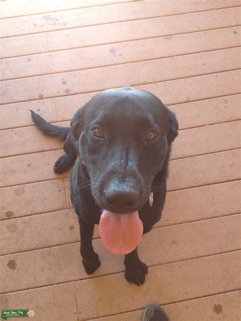 Black Labrador - Stud Dog in Arizona , the United States | Breed Your Dog