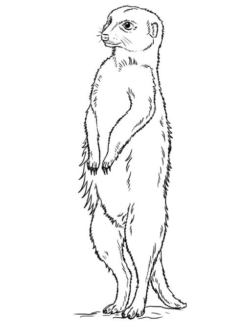 a black and white drawing of a meerkat standing on its hind legs, looking up