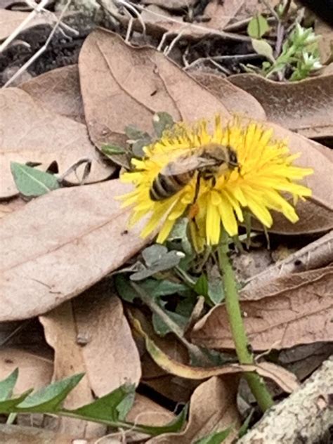 Bee hard at work! : r/gardening