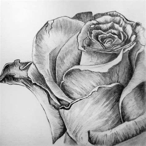 Pencil Sketchbook Pencil Rose Flower Drawing - keylalum