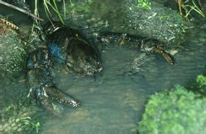 Giant Freshwater Crayfish - Threatened Species Link