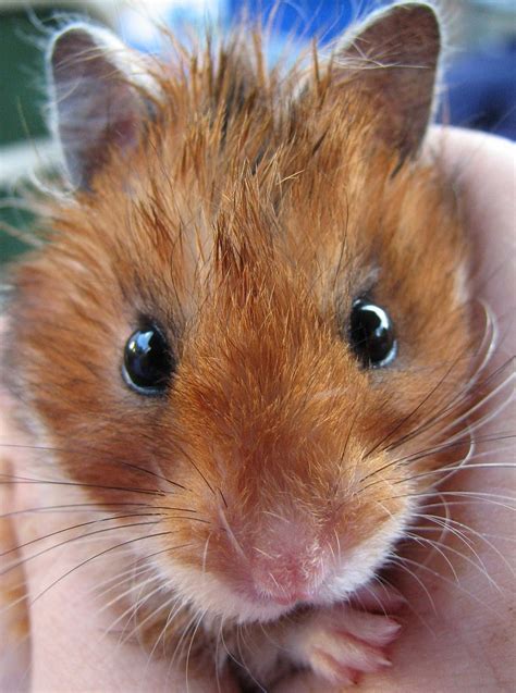 √ 6 Types of Most Popular Hamster Breeds | Hamster breeds, Hamster, Breeds