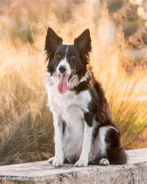 25 Herding Dog Breeds - Types of Herding Dogs