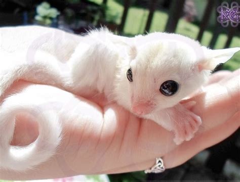 Leucistic or BEW (Black-eyed White) Sugar Glider | They are all white but do not have the red ...