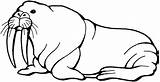 Printable Walrus Coloring Pages – ColoringMecom sketch template