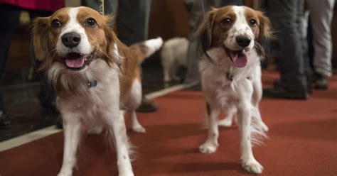 American Kennel Club adds 2 breeds to roster