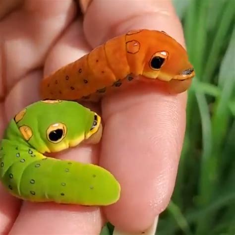 Cute caterpillars! 🐛 : r/aww