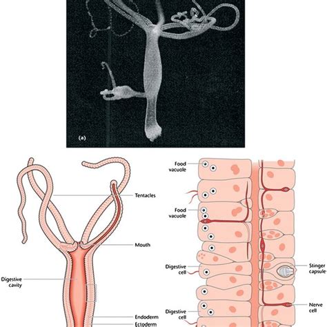 (PDF) Regeneration in Hydra