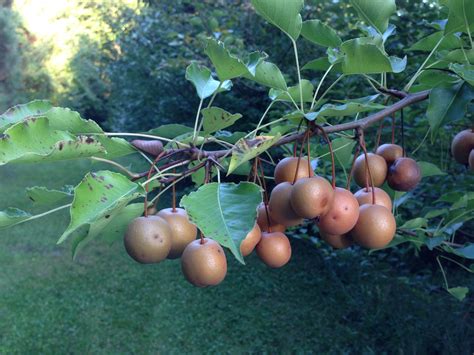 A “Pearfect” Nightmare! - Indiana Yard and Garden - Purdue Consumer HorticulturePurdue ...