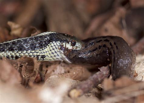 Garter Snake eating slug stock image. Image of forest - 125940543