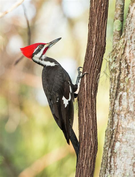 Pileated Woodpecker Photograph by Edie Ann Mendenhall - Fine Art America
