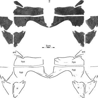 Skeleton of Saurophaganax (with bones known from Peterson quarry darker... | Download Scientific ...