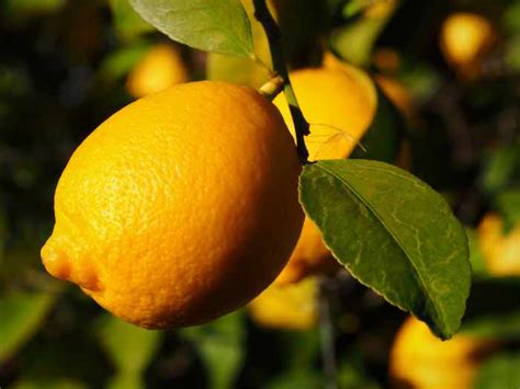 12 Types of Lemon Trees - Minneopa Orchards