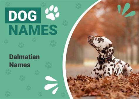 130+ Popular & Unique Dalmatian Names | Pet Keen