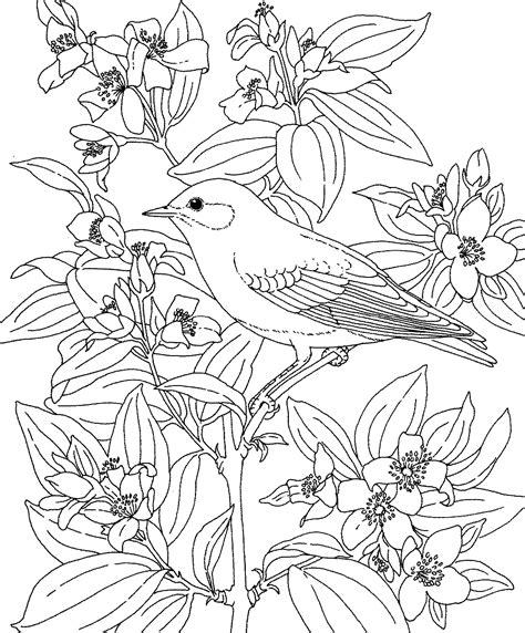 Free Printable Coloring Page...Idaho State Bird and Flower, Mountain Bluebird, Syringa, Mock Or ...