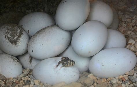 komodo dragon eggs | Komodo dragon, Nature photography, Dragon egg