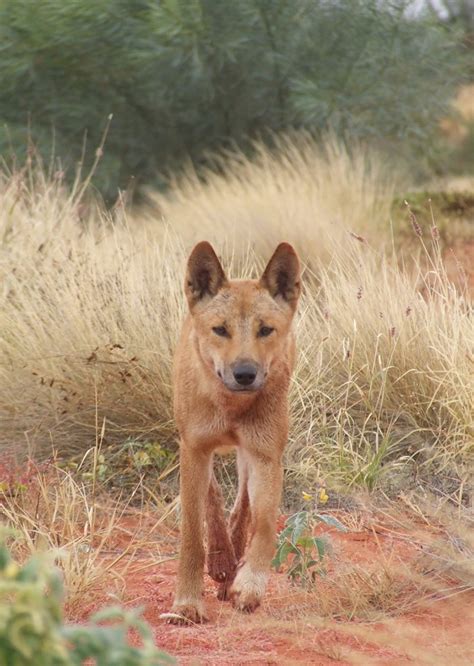 Predator Smart Farming is the answer to Coexisting with Dingoes | The International Wildlife ...