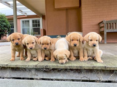 Purebred Labrador Puppies | Farm Tender