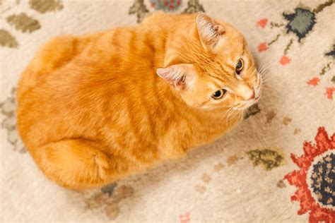 36+ Orange Long Hair Manx Cat - Furry Kittens