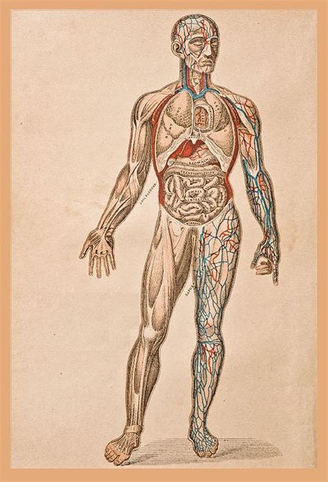 Human Anatomy in the Quran - WikiIslam