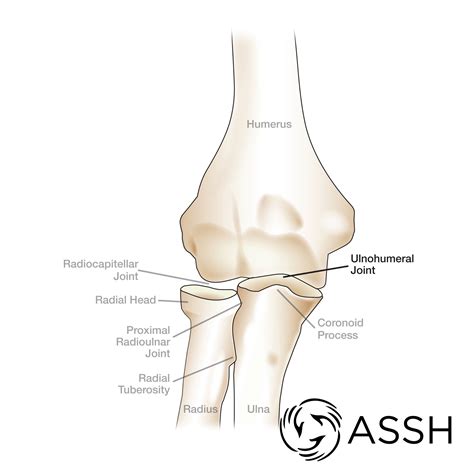 Body Anatomy: Upper Extremity Joints | The Hand Society