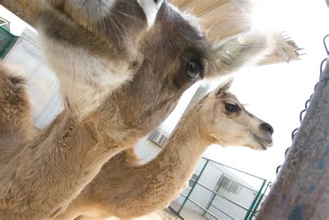 Cama - Llama/Camel crossbreed | Craig Wright | Flickr