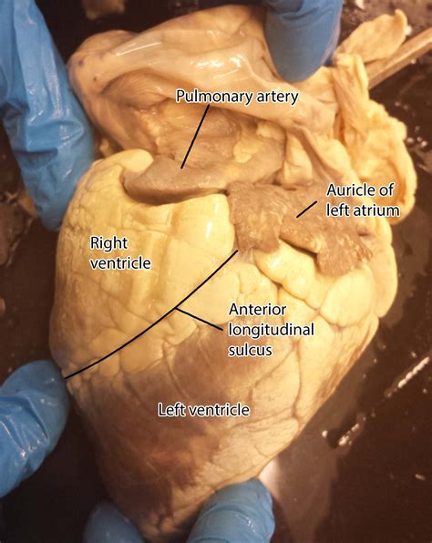 heart anatomy physiology