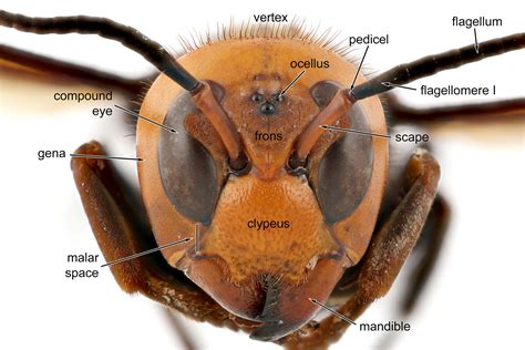 Hornet morphology | NA hornet screening tool