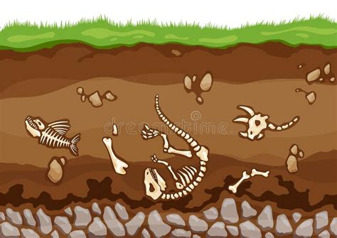 Lizard skeleton 2 stock illustration. Illustration of bone - 1024804