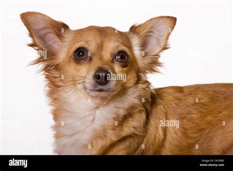 Tan animal hi-res stock photography and images - Alamy