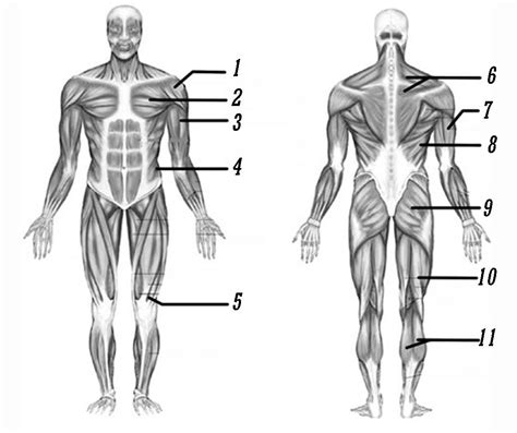 ImageQuiz: Muscular System Label Game