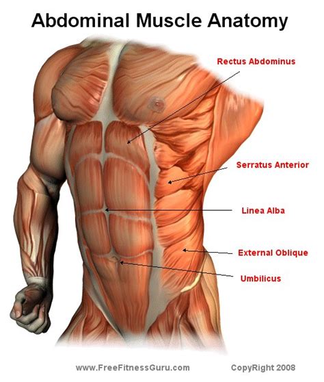 FreeFitnessGuru - Abdominal Anatomy