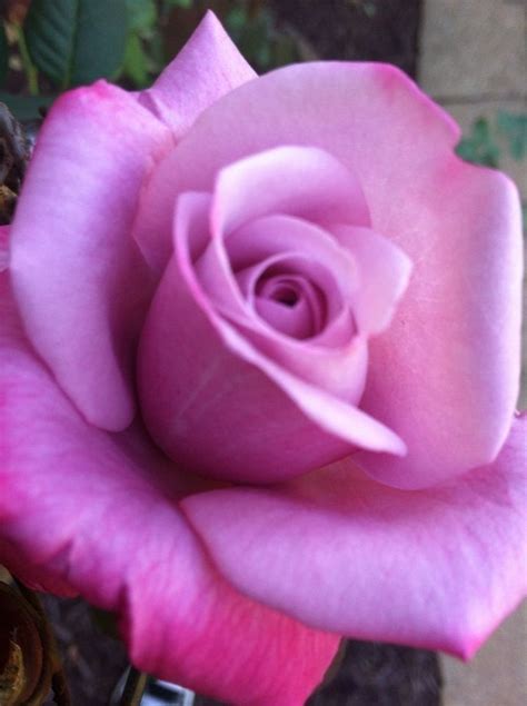 Beautiful Pink Rose Blooming in the Garden