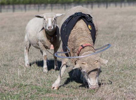 Nothing To Do With Arbroath: Elderly blind sheep finds his way around thanks to a canine halo ...