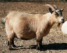 Examples of Colors in Pygmy Goats - National Pygmy Goats Association