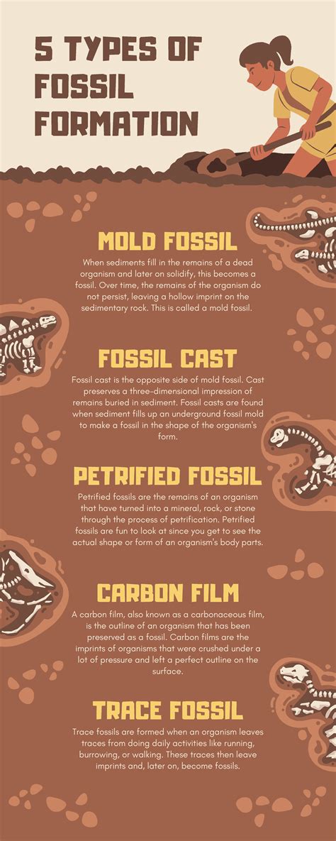 Fossil - 5 TYPES OF FOSSIL FORMATION MOLD FOSSIL When sediments fill in the remains of a dead ...