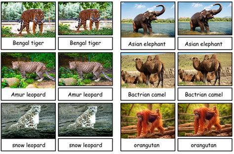 Animals of the Seven Continents Montessori 3-part Cards PDF - Etsy
