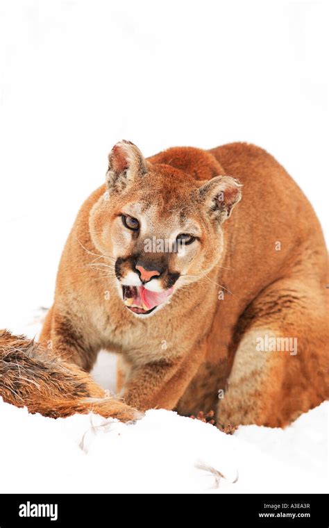 Cougar with prey Stock Photo - Alamy