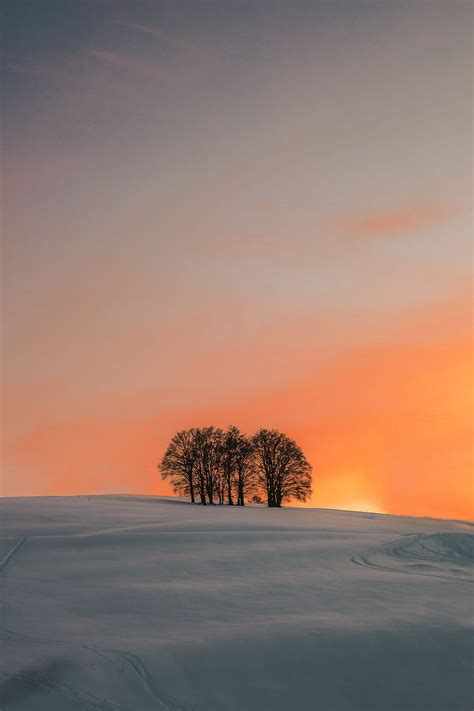 1920x1080px, 1080P free download | leafless tree on snow covered ground during sunset, HD phone ...