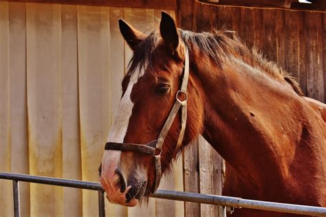 Types of Colic in Horses | Colic Types & Treatment