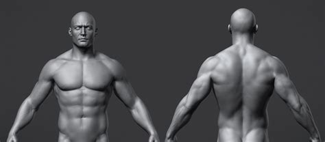 ArtStation - Male Anatomy Reference Model | Resources