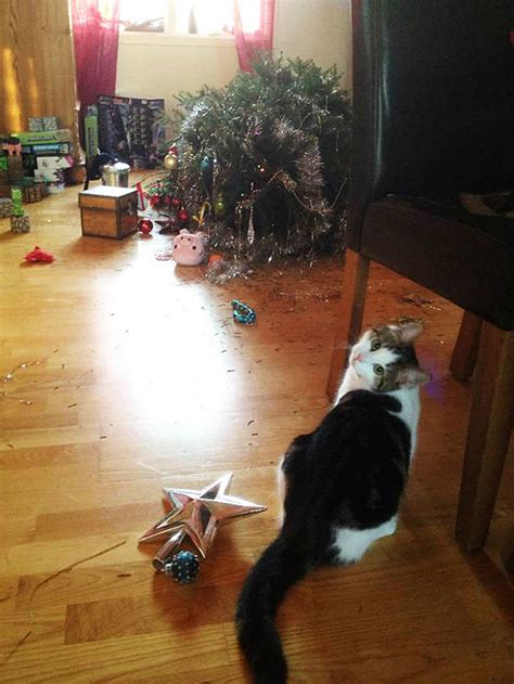 Naughty Cats Are Hilariously Destroying Christmas Trees