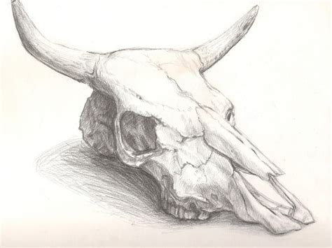 Cow skull by Queen-of-cydonia on DeviantArt