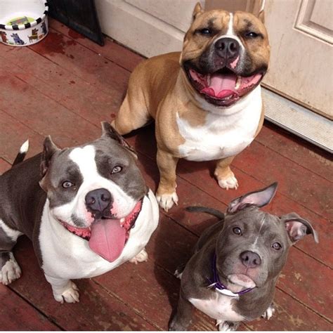 Yep just want to take them home with me | Baby dogs, Pitbull dog, Pitbulls