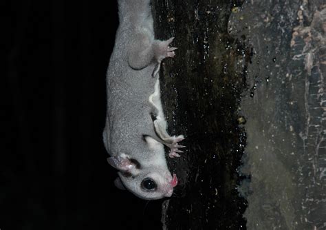 Sugar glider | Sugar glider, Lake Eacham, Queensland, Austra… | Flickr